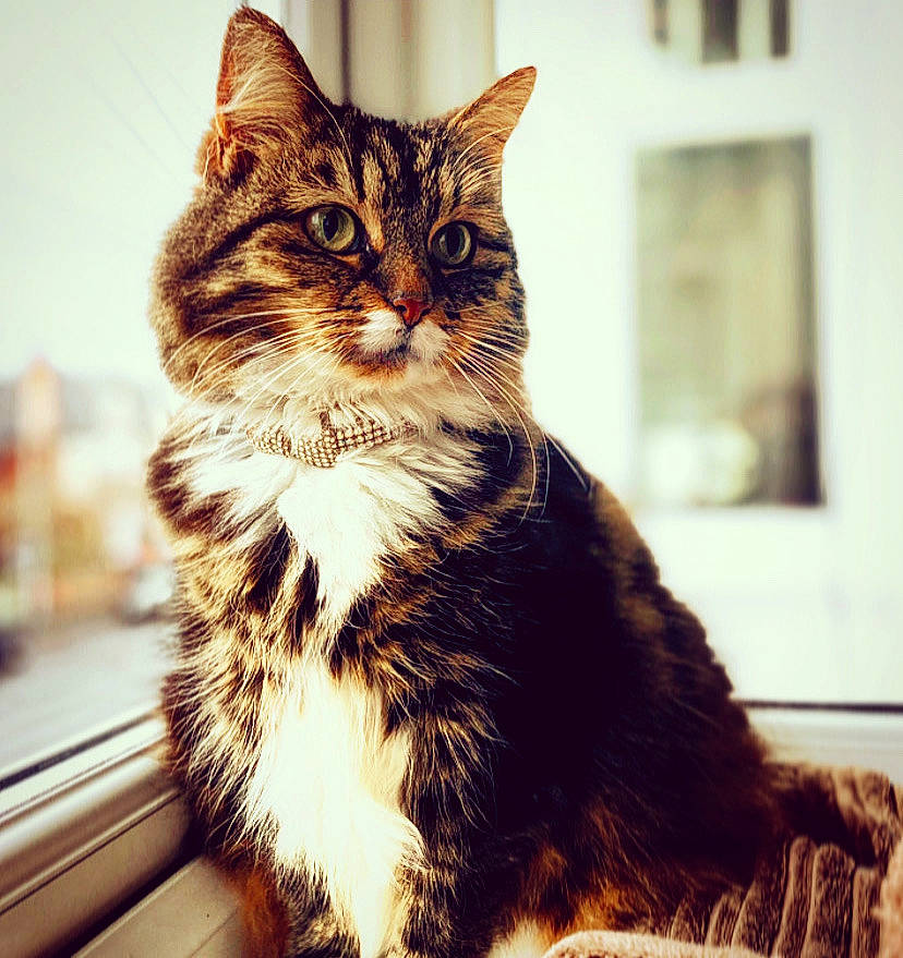 Lola joined the competition — help win amazing prizes! carnivore, cat, claw, domestic_short_haired_cat, eye, felidae, fur, metal, paw, sitting, small_to_medium_sized_cats, snout, stock_photography, tail, terrestrial_animal, tree, vertebrate, whiskers, window