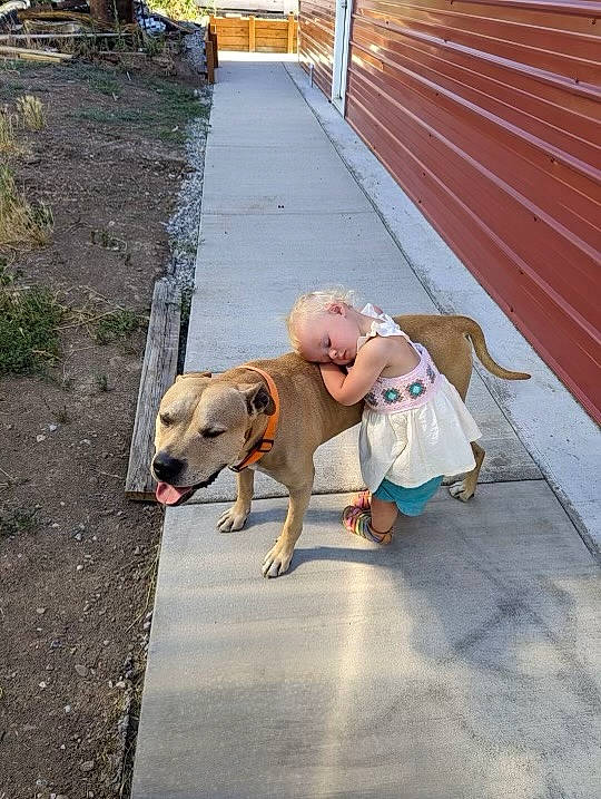 Payton joined the competition — help win amazing prizes! asphalt, canidae, carnivore, companion_dog, concrete, dog, dog_breed, fawn, fence, fun, human_leg, leash, leisure, person, road, road_surface, sidewalk, sitting, sporting_group, street