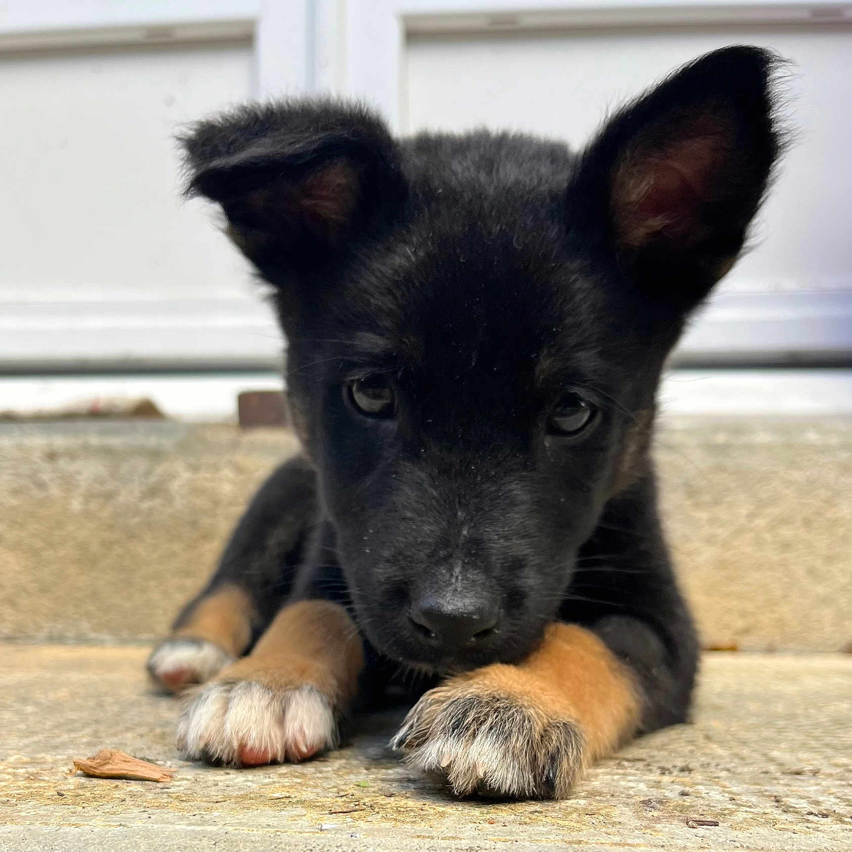 Rox a rejoint le concours — aidez-le/la à gagner de superbes lots ! accessories, animal, ball, canine, coyote, dog, germanshepherd, husky, labradorretriever, pet, policedog, puppy, snout, sport, strap, tennis, tennisball, whitedog