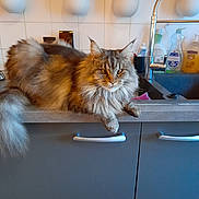 Del Jul a rejoint le concours — aidez-le/la à gagner de superbes lots ! cat, fluffy_cat, kitchen, counter, sink, faucet, utensils, cleaning_supplies, orange_wall, gray_cabinet, domestic_animal, pet, long_hair, relaxed, indoors, household, feline, tabby, whiskers, tail