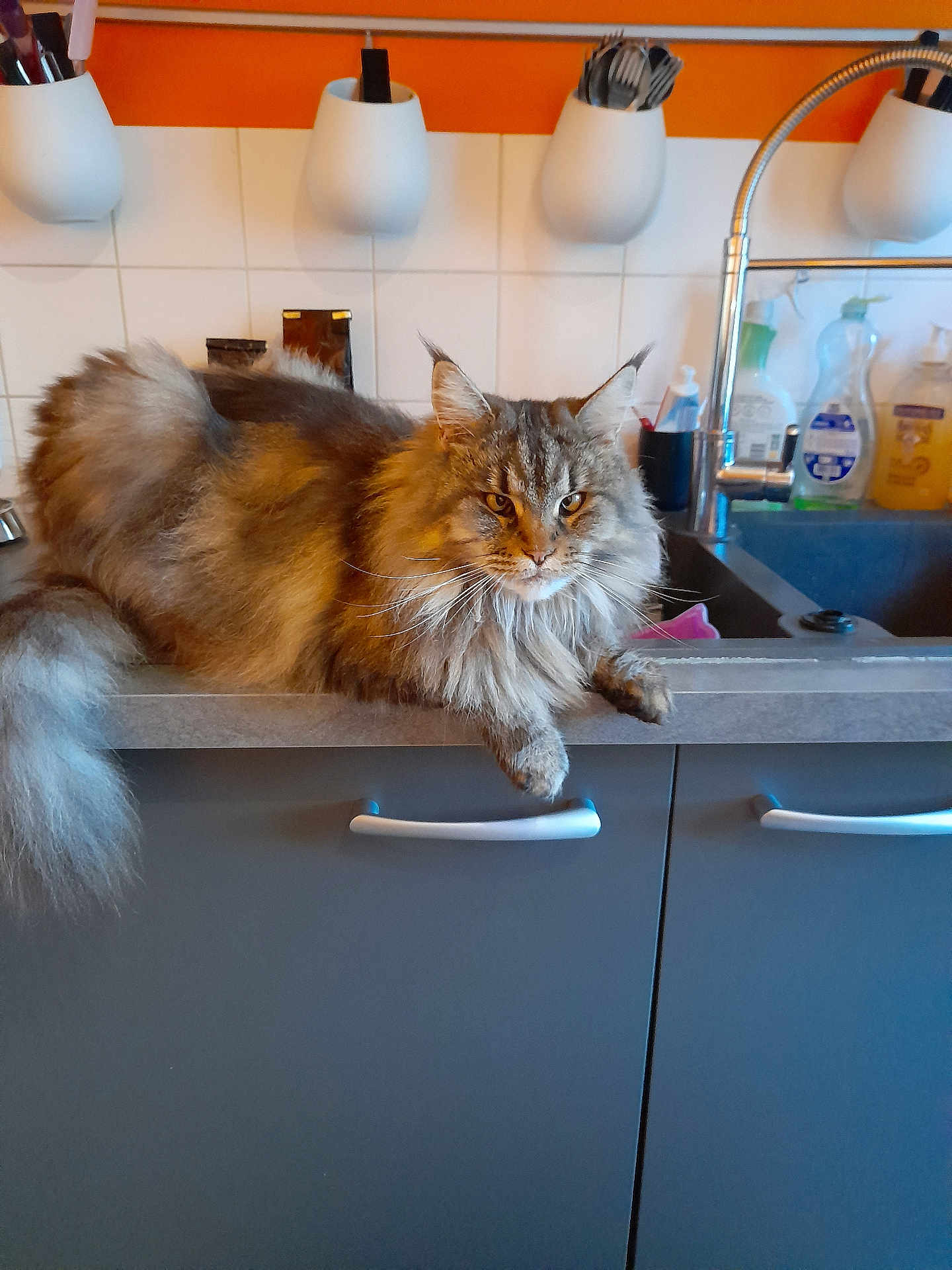 Del Jul a rejoint le concours — aidez-le/la à gagner de superbes lots ! cat, fluffy_cat, kitchen, counter, sink, faucet, utensils, cleaning_supplies, orange_wall, gray_cabinet, domestic_animal, pet, long_hair, relaxed, indoors, household, feline, tabby, whiskers, tail
