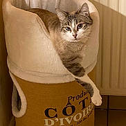 Winter a rejoint le concours — aidez-le/la à gagner de superbes lots ! cat, cat_tower, indoor, pet, feline, cozy, plush, relaxed, paw, fur, animal, home, soft, brown, white, resting, looking, comfort, cute, mammal