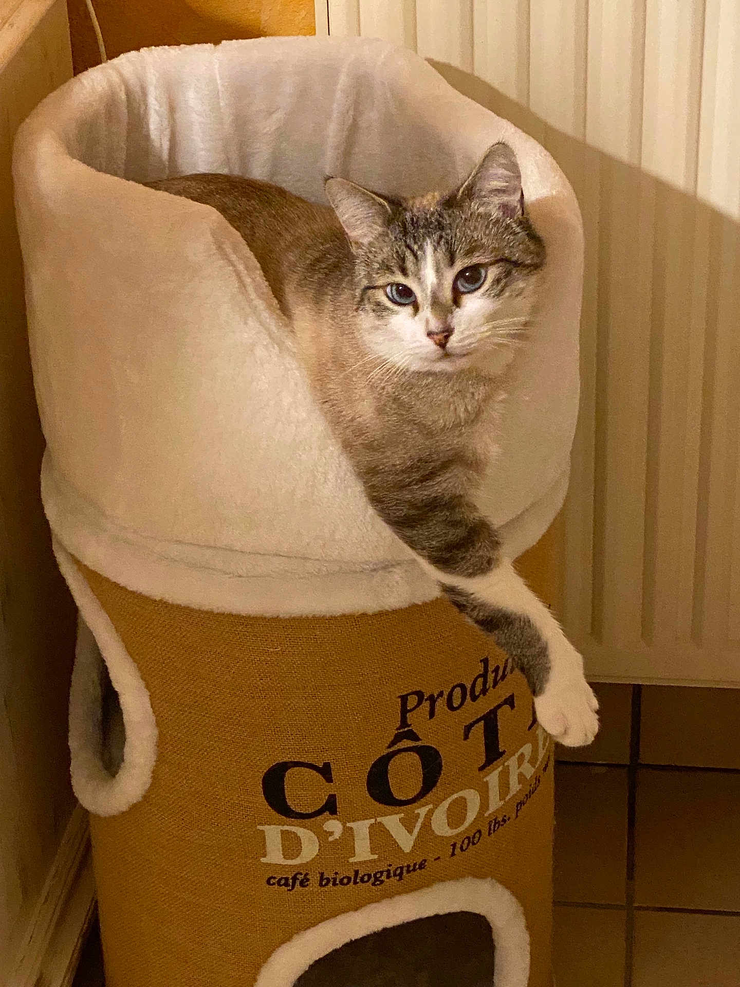 Winter a rejoint le concours — aidez-le/la à gagner de superbes lots ! cat, cat_tower, indoor, pet, feline, cozy, plush, relaxed, paw, fur, animal, home, soft, brown, white, resting, looking, comfort, cute, mammal