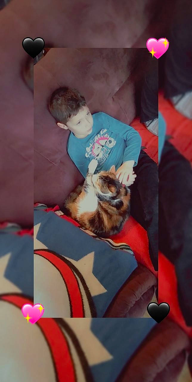 Kitty a rejoint le concours — aidez-le/la à gagner de superbes lots ! canidae, carnivore, comfort, companion_dog, dog_breed, event, eyewear, fawn, felidae, fun, fur, linens, nap, pillow, room, small_to_medium_sized_cats, t_shirt, textile, thigh, toy_dog