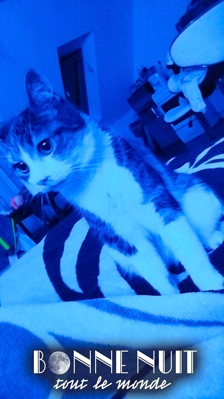 Kitty participe au concours pour gagner de l'argent avec cette photo : advertising, blue, carnivore, cat, domestic_short_haired_cat, door, electric_blue, felidae, font, fur, metal, paw, photo_caption, rectangle, small_to_medium_sized_cats, snout, square, tail, whiskers, window