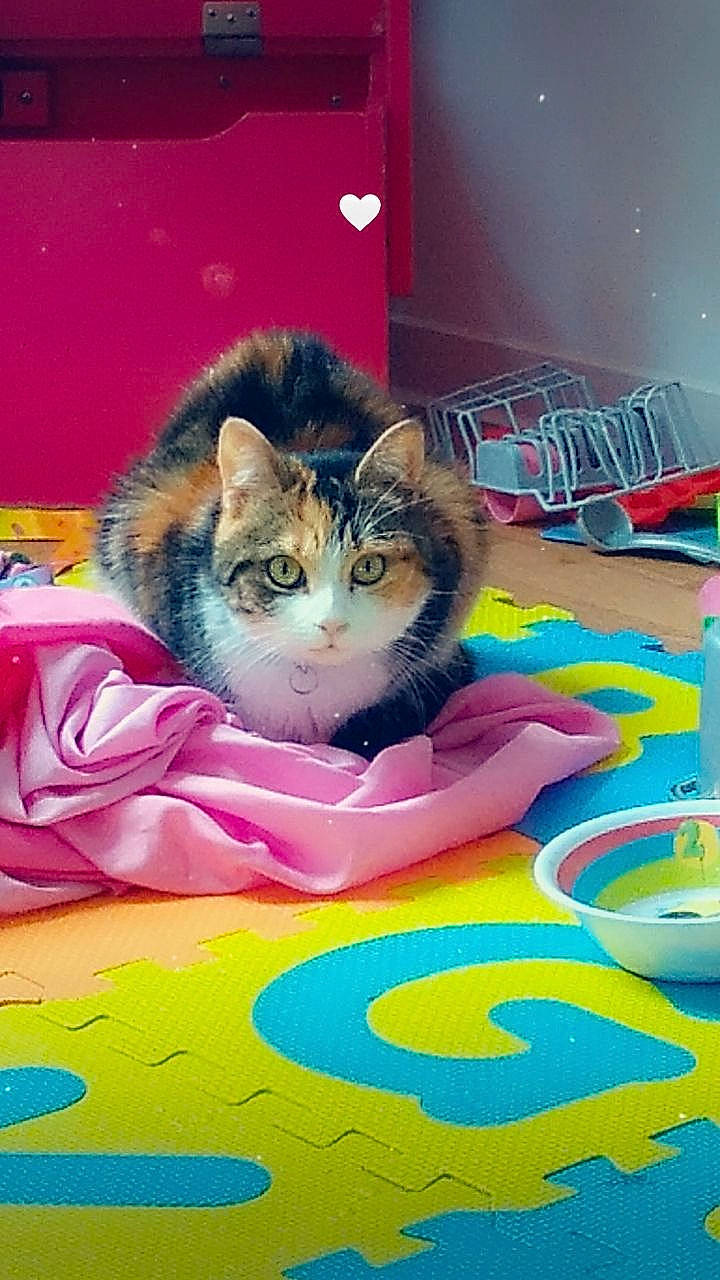 Kitty participe au concours pour gagner de l'argent avec cette photo : art, box, carnivore, cat, cat_supply, circle, domestic_short_haired_cat, felidae, flooring, fur, graphics, linens, paw, pet_supply, play, puzzle, small_to_medium_sized_cats, tail, visual_arts, whiskers