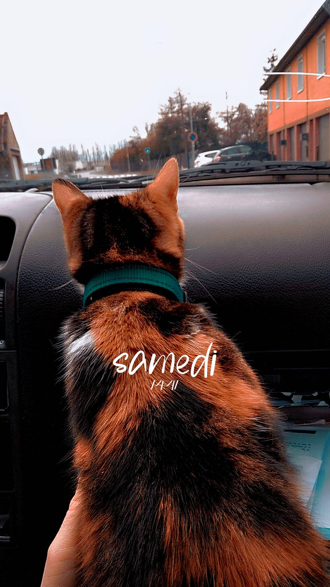 Kitty a rejoint le concours — aidez-le/la à gagner de superbes lots ! carnivore, cat, collar, dog_breed, fawn, felidae, fur, house, human_body, mode_of_transport, motor_vehicle, sky, small_to_medium_sized_cats, snout, tail, tints_and_shades, tree, whiskers, window, windshield