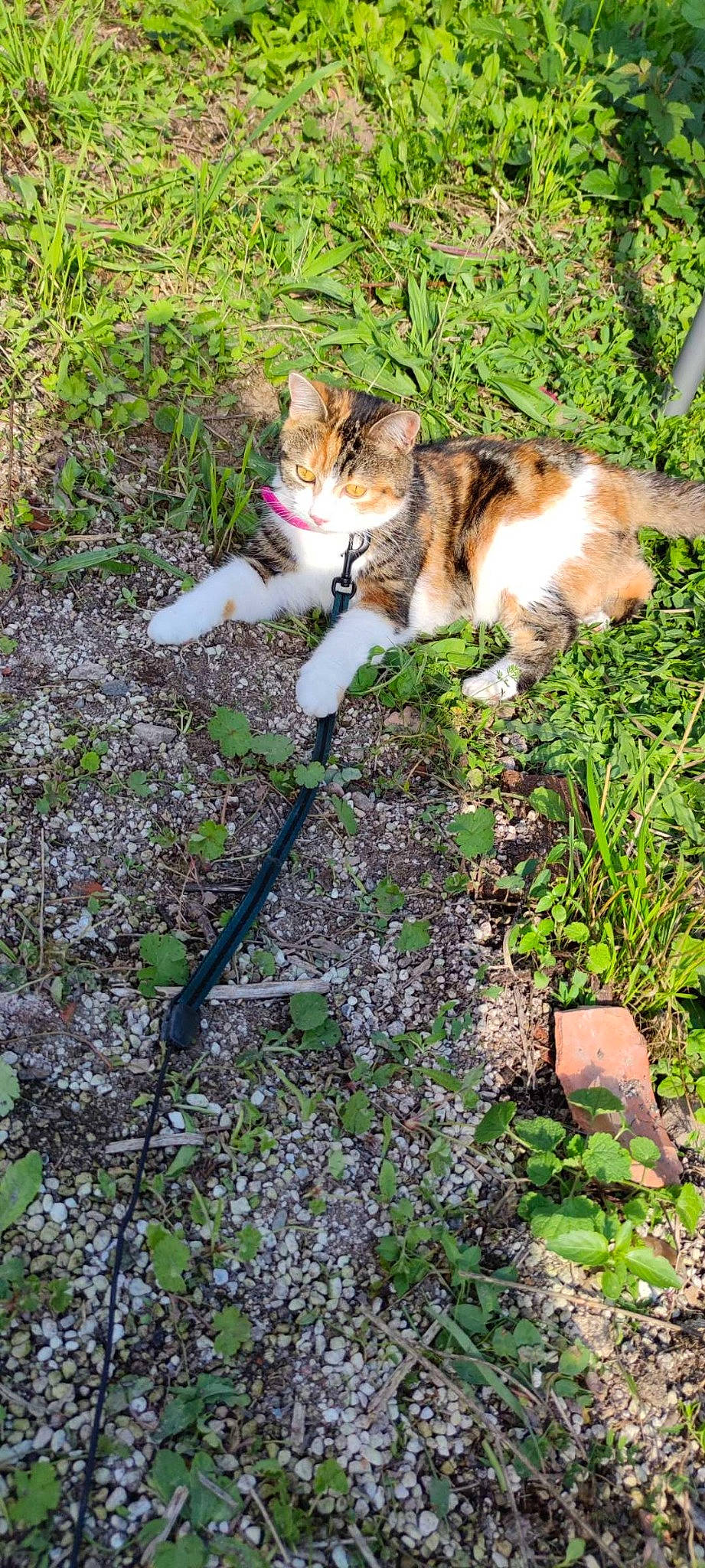 Kitty a rejoint le concours — aidez-le/la à gagner de superbes lots ! botany, carnivore, cat, domestic_short_haired_cat, fawn, felidae, fur, garden, grass, groundcover, herb, lawn, leaf, plant, small_to_medium_sized_cats, soil, spring, tail, tree, whiskers