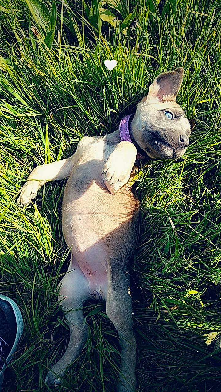 Kyara a rejoint le concours — aidez-le/la à gagner de superbes lots ! art, botany, companion_dog, dog_breed, fawn, felidae, glasses, grass, grass_family, grassland, lawn, lawn_ornament, mammal, meadow, people_in_nature, plant, snout, sunlight, tail, terrestrial_animal