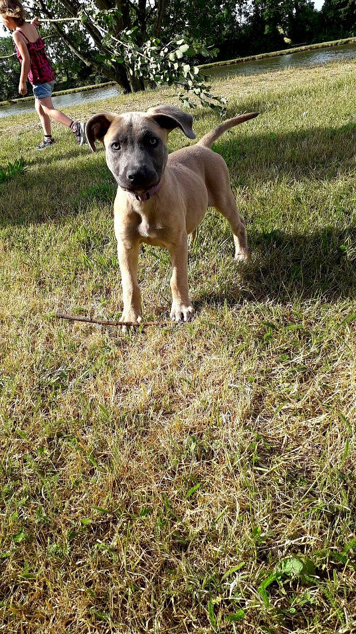 Kyara a rejoint le concours — aidez-le/la à gagner de superbes lots ! canidae, carnivore, collar, companion_dog, dog, dog_breed, fawn, grass, grassland, guard_dog, non_sporting_group, plant, snout, soil, sporting_group, tail, terrestrial_animal, toy_dog, working_animal, working_dog