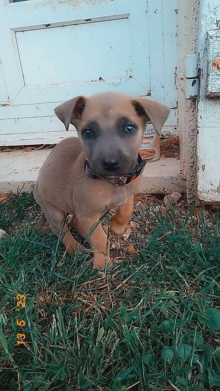 Kyara a rejoint le concours — aidez-le/la à gagner de superbes lots ! art, canidae, carnivore, companion_dog, dog, dog_breed, fawn, grass, guard_dog, non_sporting_group, pet_supply, plant, puppy, snout, sporting_group, terrestrial_animal, whiskers, wildlife, working_animal, working_dog