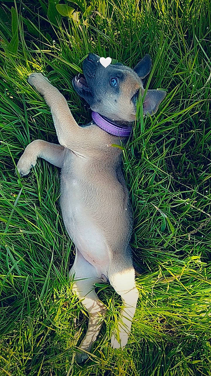 Kyara a rejoint le concours — aidez-le/la à gagner de superbes lots ! art, electric_blue, fawn, grass, grass_family, grassland, groundcover, pasture, paw, plant, prairie, tail, terrestrial_animal, toy, wildlife