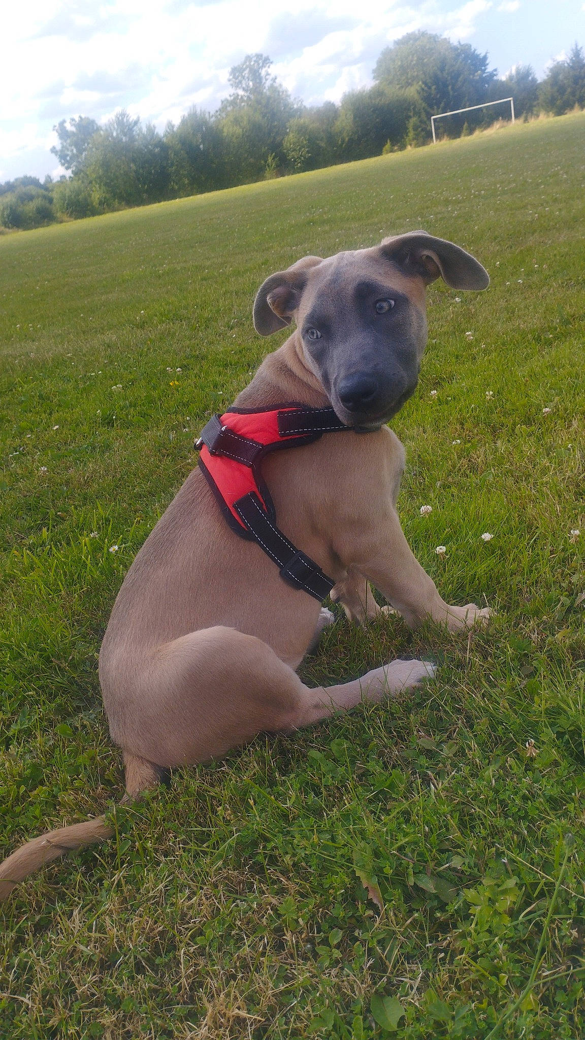 Kyara participe au concours pour gagner de l'argent avec cette photo : canidae, carnivore, cloud, collar, companion_dog, dog, dog_breed, dog_collar, fawn, grass, grassland, non_sporting_group, pet_supply, plant, sky, snout, sporting_group, tree, working_animal, working_dog