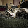 Maple is registered to the contest to win money with this photo: cat, tabby, close_up, indoor, blanket, couch, pillow, living_room, furniture, relaxed, pet, fur, whiskers, face, eyes, home, cozy, animal, mammal, domestic