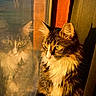 Maple joined the competition — help win amazing prizes! cat, reflection, window, sunlight, fluffy, fur, yellow_eyes, indoor, pet, animal, closeup, portrait, warm_light, cozy, contemplative, domestic_cat, whiskers, tabby, feline, looking_out