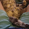 animal, belly, cat, clothing, cozy, cuddling, fur, green, indoor, lap, paws, person, pet, portrait, relaxed, sleeping, striped, tabby_cat, upside_down, whiskers