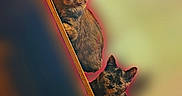 Teddy is registered to the contest to win money with this photo: animal, cat, close_up, colorful_background, cute, domestic_animal, ears, feline, fur, furry, highlight, indoor, looking_up, mammal, pet, portrait, sitting, two_cats, whiskers, wooden_beam