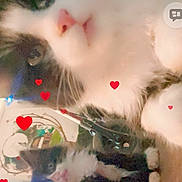 Teddy is registered to the contest to win money with this photo: adorable, animal, black_and_white, cat, close_up, companionship, cute, domestic_cat, eyes, feline, fluffy, fur, heart_emojis, indoor, kitten, love, pair, pets, pink_nose, whiskers