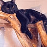 Teddy is registered to the contest to win money with this photo: animal, black_cat, branch, cat, cozy, cute, domestic_animal, feline, indoor, lazy, mammal, perch, pet, relaxed, resting, sleepy, soft_light, sparkles, wall, wood