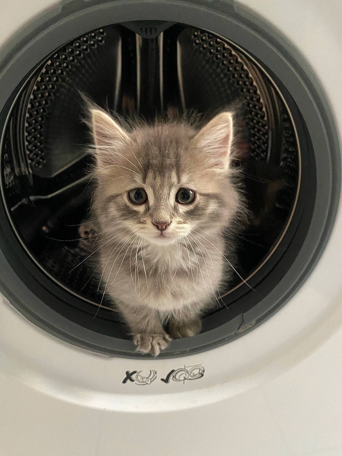 Osiris a rejoint le concours — aidez-le/la à gagner de superbes lots ! automotive_tire, box, carnivore, cat, cat_supply, circle, domestic_short_haired_cat, felidae, font, fur, grey, illustration, monochrome, pet_supply, small_to_medium_sized_cats, snout, symmetry, terrestrial_animal, whiskers, window