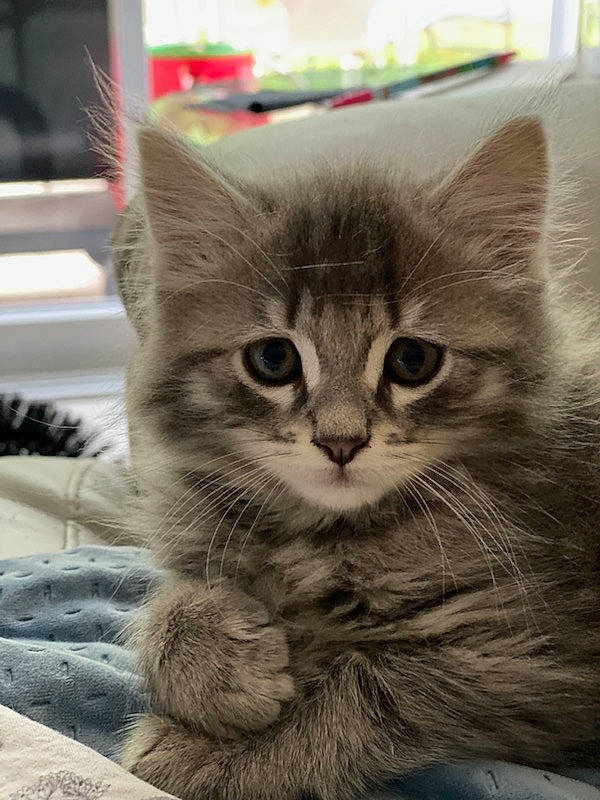 Osiris participe au concours pour gagner de l'argent avec cette photo : box, british_longhair, carnivore, cat, claw, domestic_short_haired_cat, felidae, flooring, fur, paw, small_to_medium_sized_cats, snout, whiskers, window