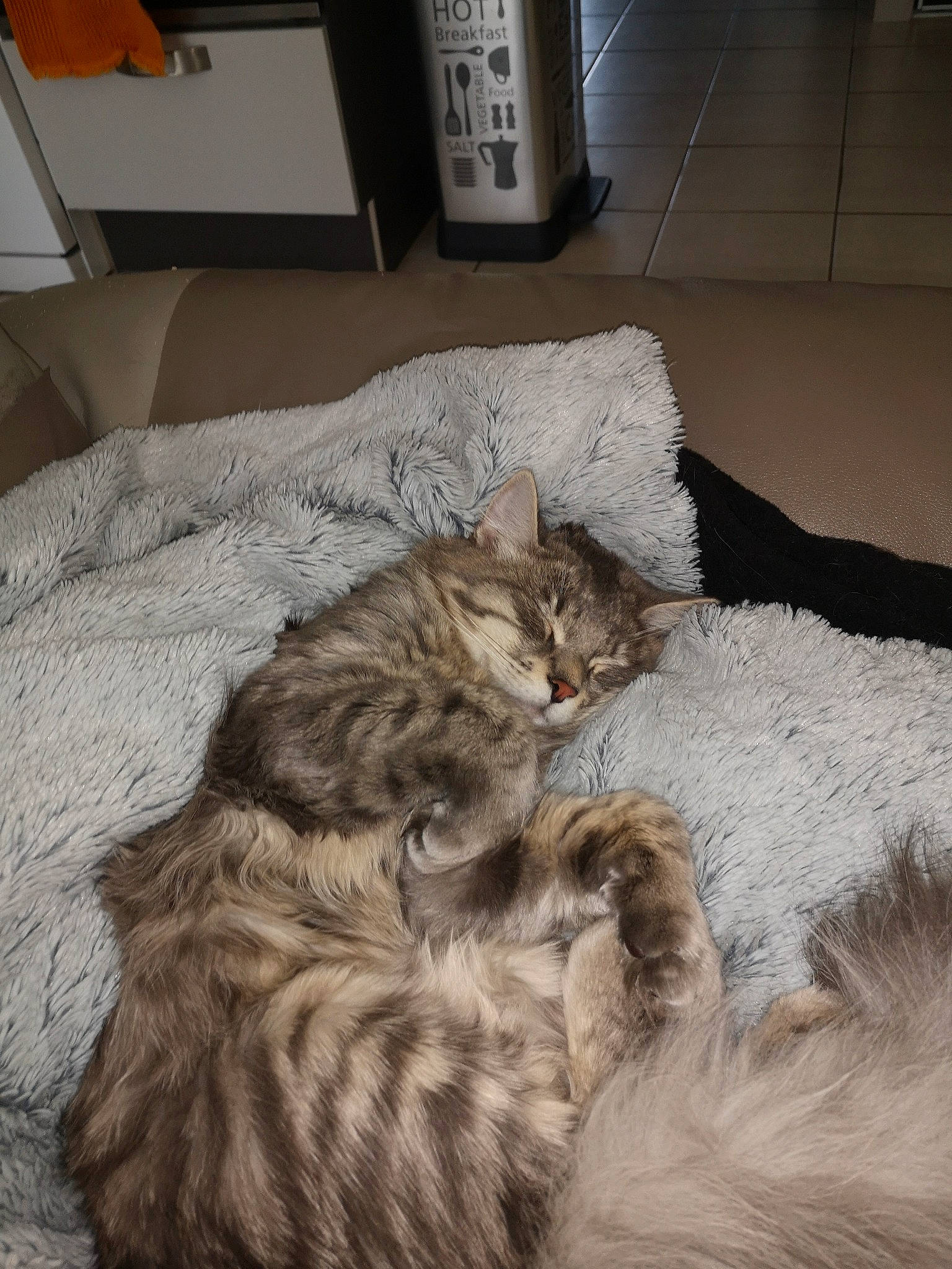 Osiris a rejoint le concours — aidez-le/la à gagner de superbes lots ! bed, bed_sheet, bedding, carnivore, cat, claw, comfort, domestic_short_haired_cat, felidae, flooring, fur, grey, nap, paw, sleep, small_to_medium_sized_cats, snout, tail, terrestrial_animal, whiskers