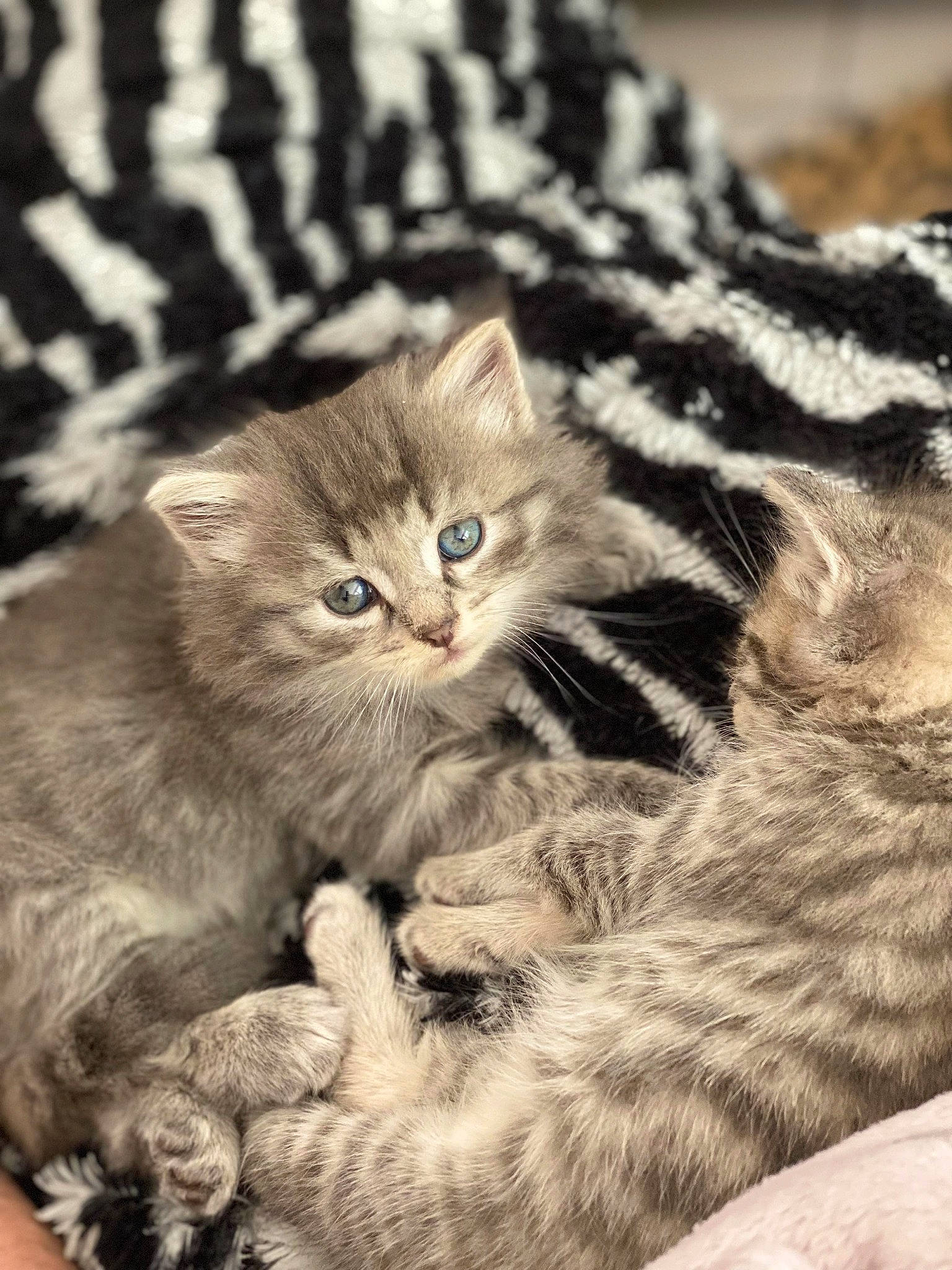 Osiris participe au concours pour gagner de l'argent avec cette photo : carnivore, cat, claw, comfort, domestic_short_haired_cat, fawn, felidae, foot, fur, gesture, pattern, paw, plant, small_to_medium_sized_cats, snout, tail, terrestrial_animal, whiskers, white, wildlife