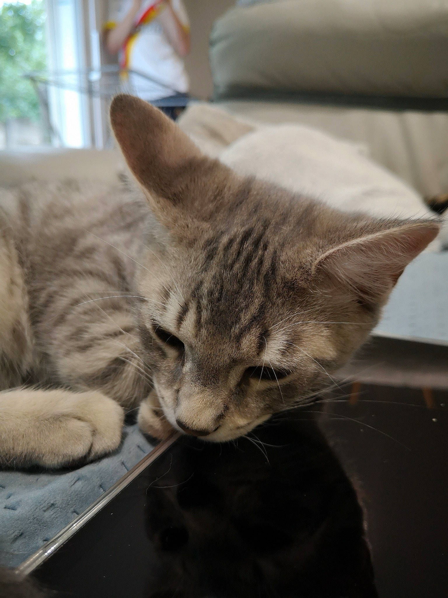 Amon participe au concours pour gagner de l'argent avec cette photo : carnivore, cat, comfort, domestic_short_haired_cat, felidae, fur, grey, nap, paw, small_to_medium_sized_cats, snout, tail, terrestrial_animal, whiskers, window