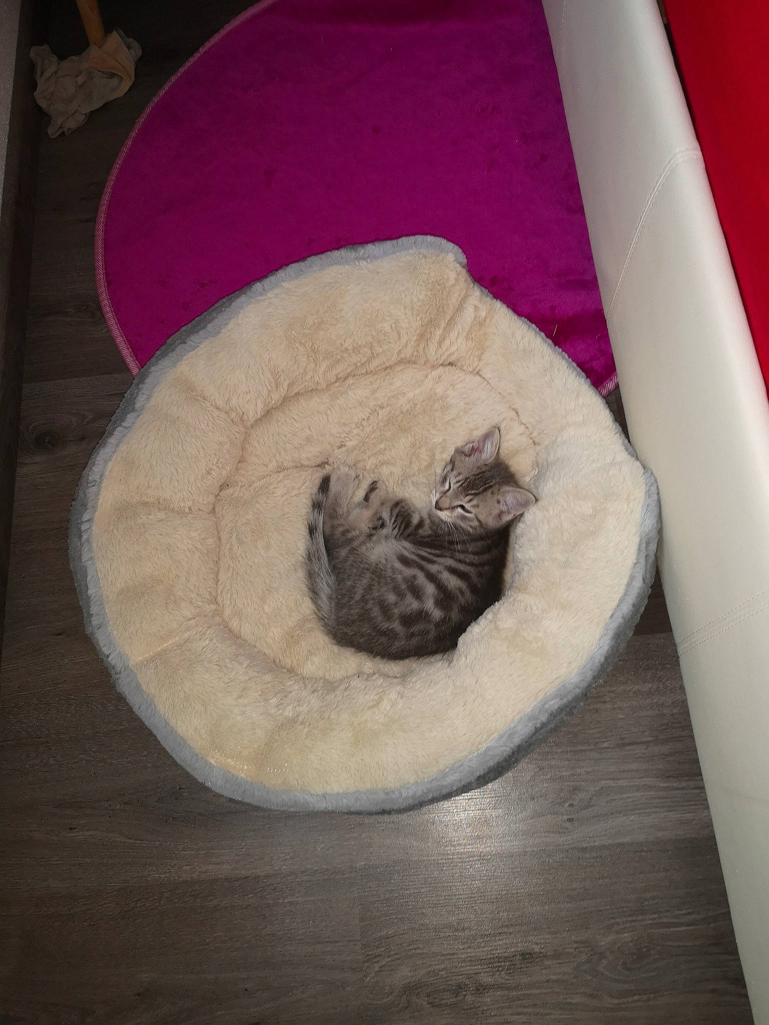 Amon a rejoint le concours — aidez-le/la à gagner de superbes lots ! bird, carmine, cat_bed, circle, comfort, comfort_food, domestic_short_haired_cat, felidae, flooring, fur, hardwood, linens, magenta, paper, paw, small_to_medium_sized_cats, tail, wood, wool