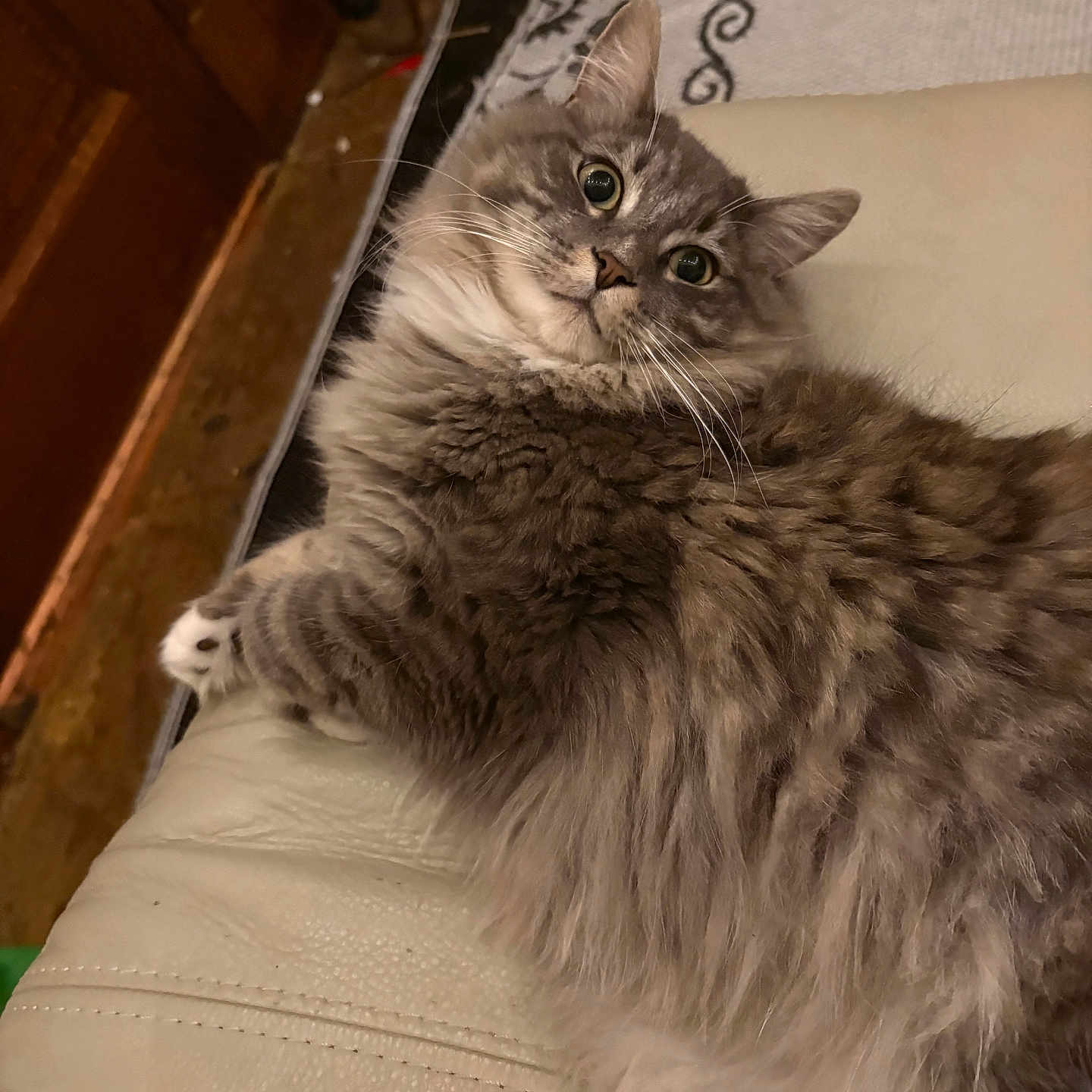 Nimbus is registered to the contest to win money with this photo: cat, gray_cat, tabby, fluffy, pet, indoor, couch, leather, furniture, relaxed, looking_at_camera, whiskers, ears, floor_rug, home_interior, curious, feline, animal, mammal, cozy