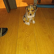 Bandit a rejoint le concours — aidez-le/la à gagner de superbes lots ! animal, black, brown, cute, dog, floor, fur, furniture, indoor, legs, pet, puppy, red_eye, reflection, sitting, slipper, small, table, white, wooden_floor