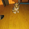 animal, black, brown, cute, dog, floor, fur, furniture, indoor, legs, pet, puppy, red_eye, reflection, sitting, slipper, small, table, white, wooden_floor