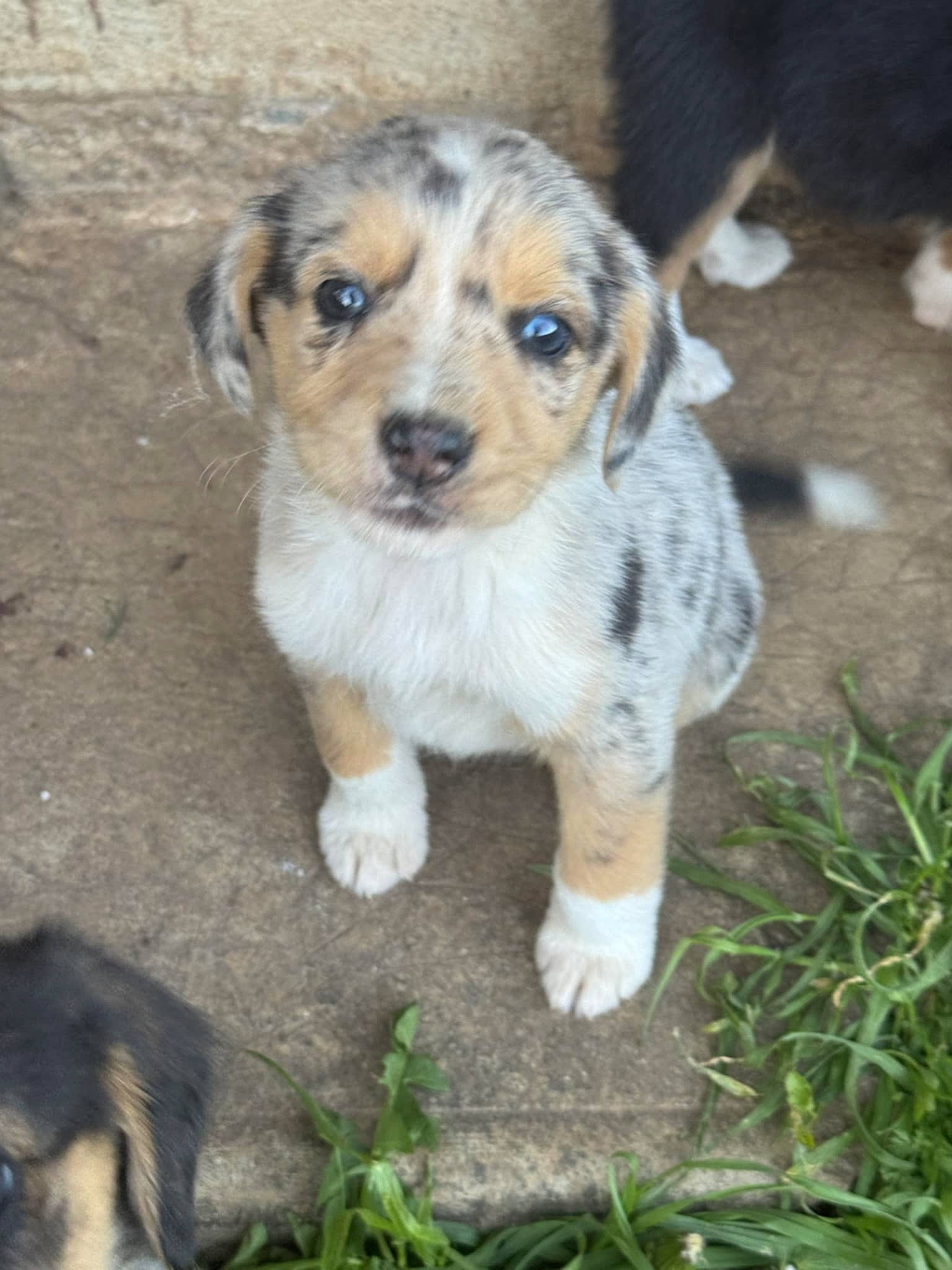 Bandit participe au concours pour gagner de l'argent avec cette photo : animal, background, closeup, companions, concrete, cute, dog, ears, eyes, fur, grass, looking_up, nature, outdoor, pets, puppy, sitting, speckled, tail, young