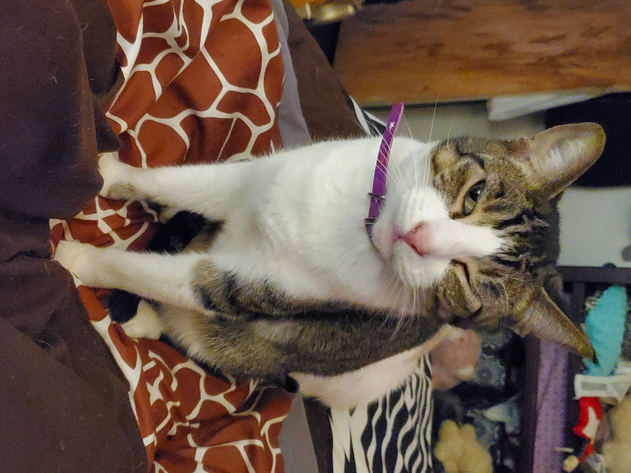 Momo is registered to the contest to win money with this photo: carnivore, cat, cat_supply, claw, collar, comfort, domestic_short_haired_cat, fang, fawn, felidae, fur, nap, pattern, paw, sleep, small_to_medium_sized_cats, snout, tail, whiskers