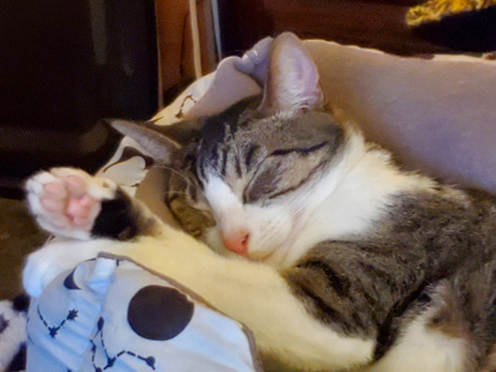 Momo is registered to the contest to win money with this photo: carnivore, cat, cat_supply, claw, comfort, domestic_short_haired_cat, fawn, felidae, fur, mammal, nap, paw, photo_caption, sleep, small_to_medium_sized_cats, snout, tail, whiskers