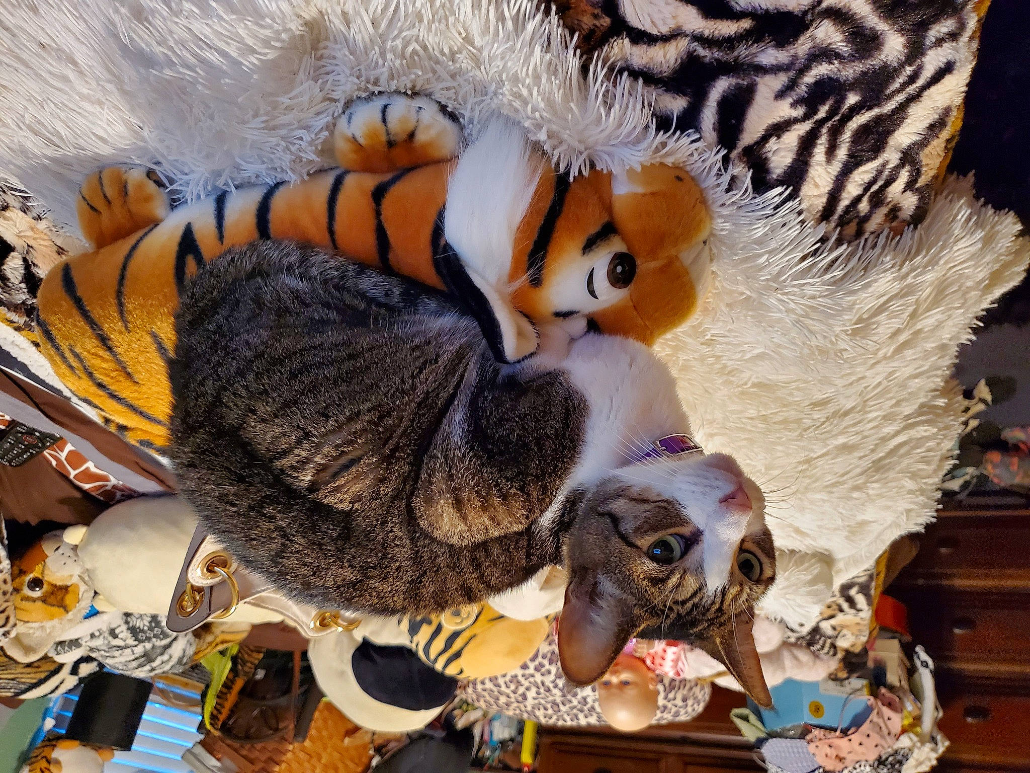 Momo is registered to the contest to win money with this photo: art, bengal_tiger, doll, eyelash, fashion_accessory, fawn, feather, felidae, fur, fur_clothing, headgear, mammal, organism, plush, stuffed_toy, textile, toy, vertebrate, whiskers, wildlife