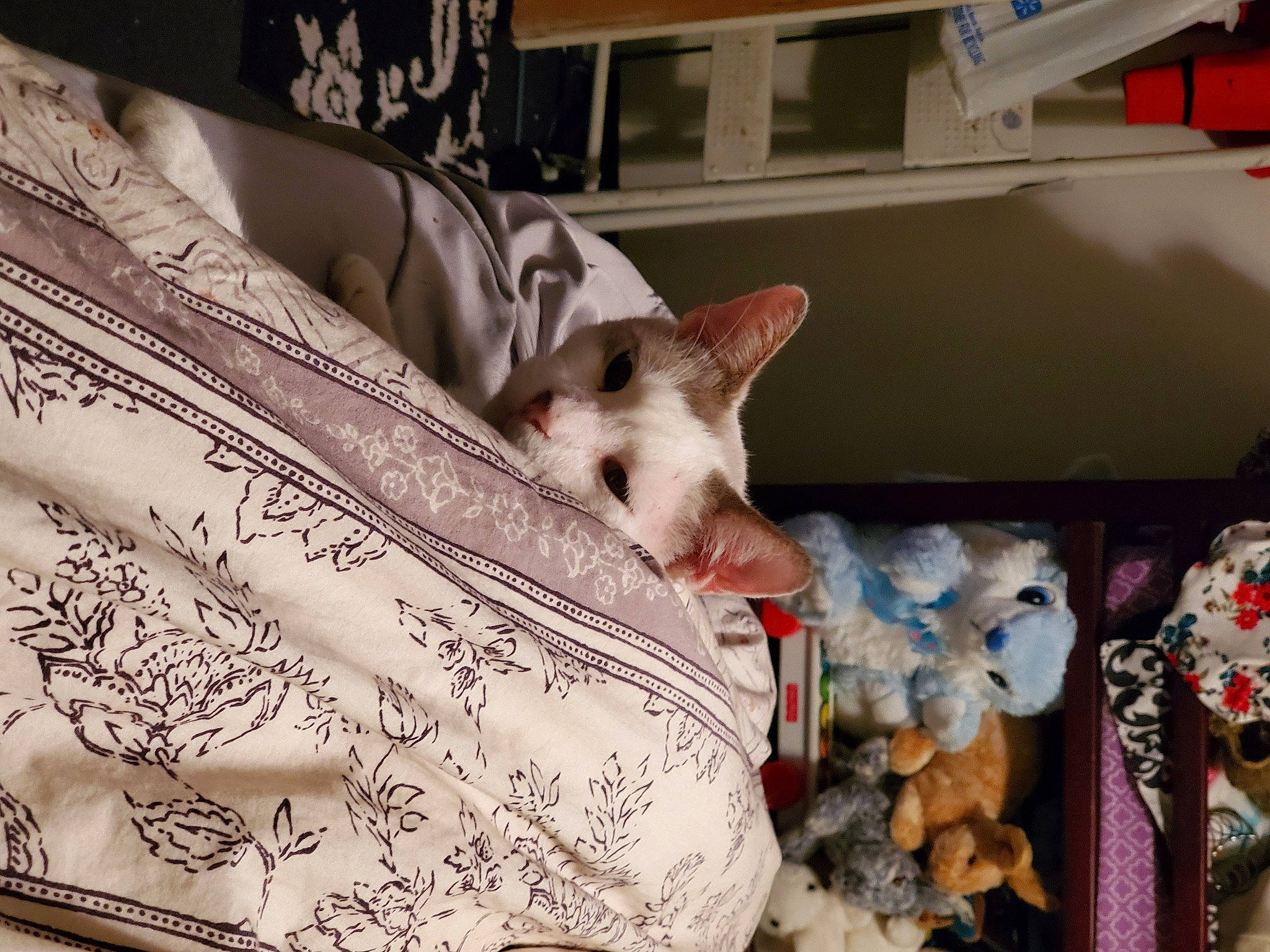 Mötley joined the competition — help win amazing prizes! asian, canidae, carnivore, cat, fawn, felidae, furniture, kitten, linens, nap, room, small_to_medium_sized_cats, textile, whiskers