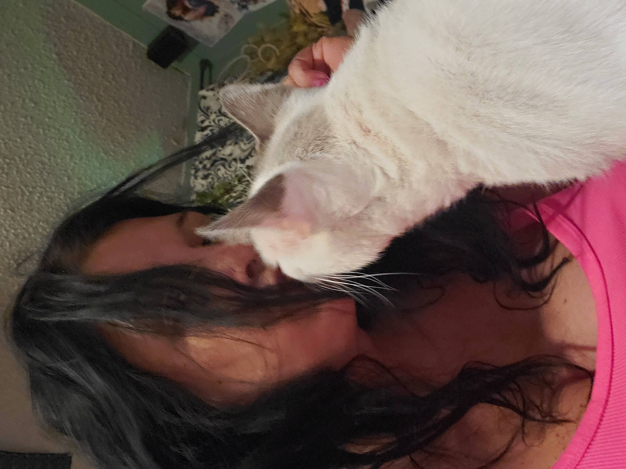 Mötley is registered to the contest to win money with this photo: carnivore, cat, ear, eye, eyebrow, felidae, fur, hair, hair_coloring, head, long_hair, mouth, neck, nose, organ, small_to_medium_sized_cats, snout, tail, whiskers