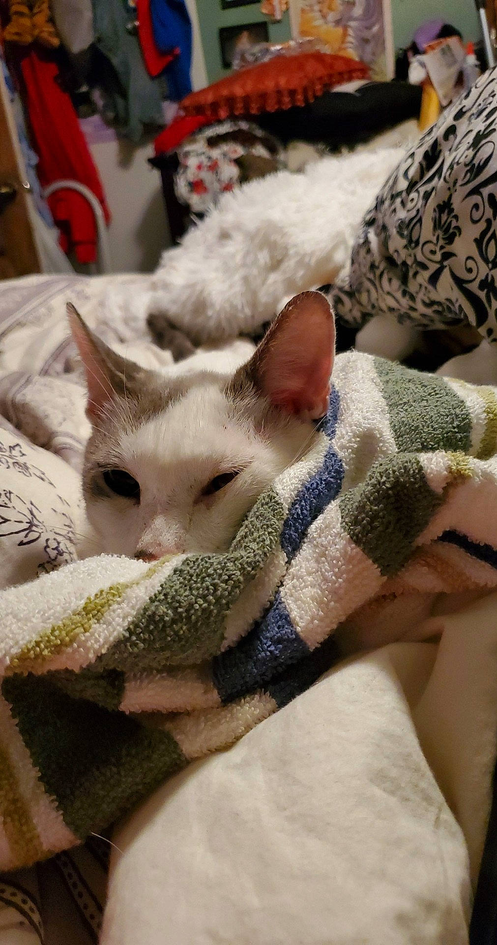 Mötley is registered to the contest to win money with this photo: asian, carnivore, cat, colorpoint_shorthair, cornish_rex, devon_rex, fawn, felidae, german_rex, kitten, mammal, peterbald, singapura, small_to_medium_sized_cats, whiskers