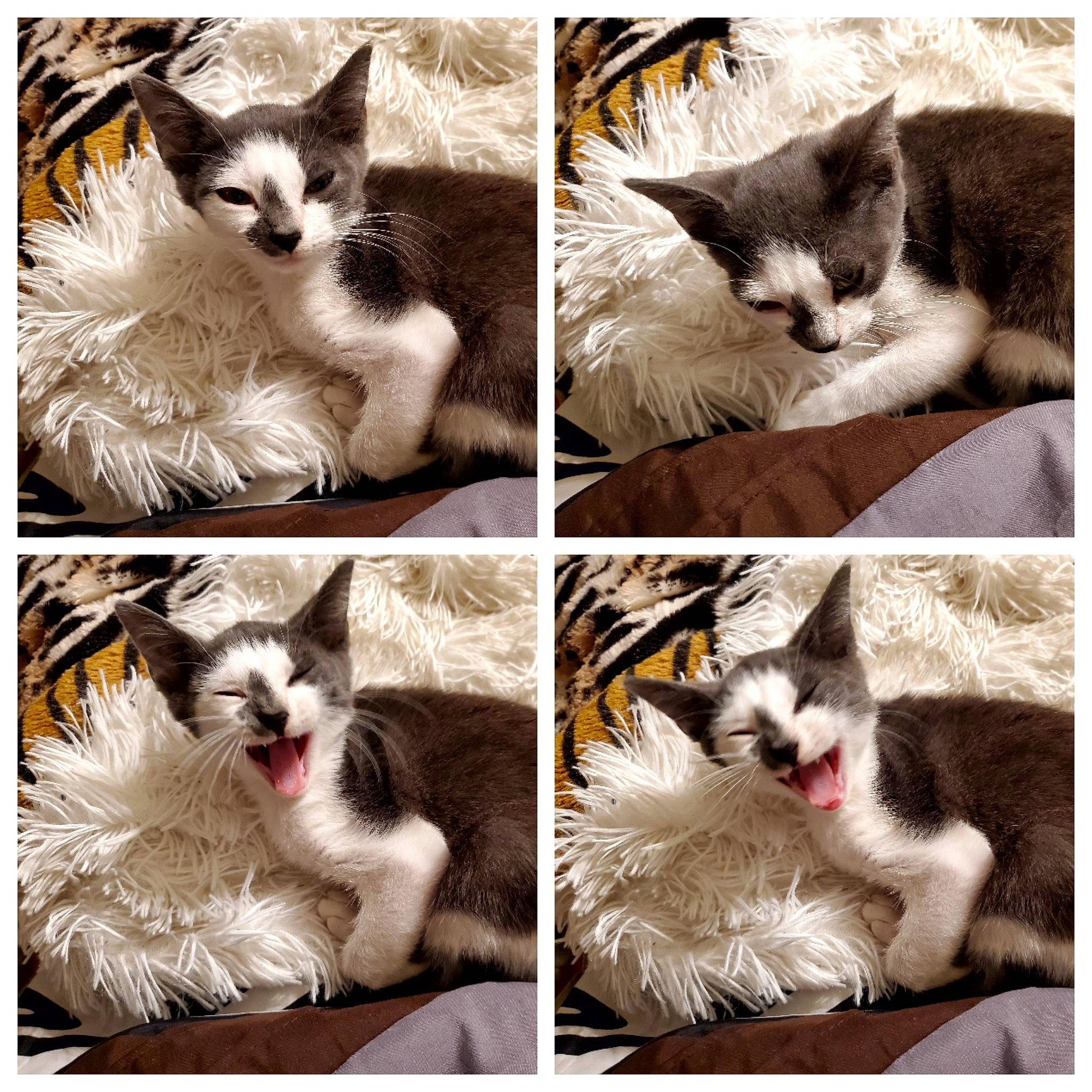 Mochi joined the competition — help win amazing prizes! beauty, black_and_white, carnivore, cat, collage, felidae, happy, iris, mammal, monochrome_photography, organ, organism, photograph, small_to_medium_sized_cats, snapshot, snout, style, vertebrate, whiskers, white