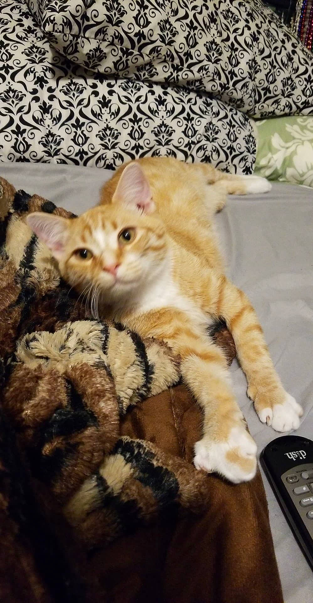 Cheddar joined the competition — help win amazing prizes! carnivore, cat, cat_furniture, claw, comfort, couch, domestic_short_haired_cat, fawn, felidae, fur, linens, paw, photo_caption, room, small_to_medium_sized_cats, snout, tail, textile, whiskers, wood