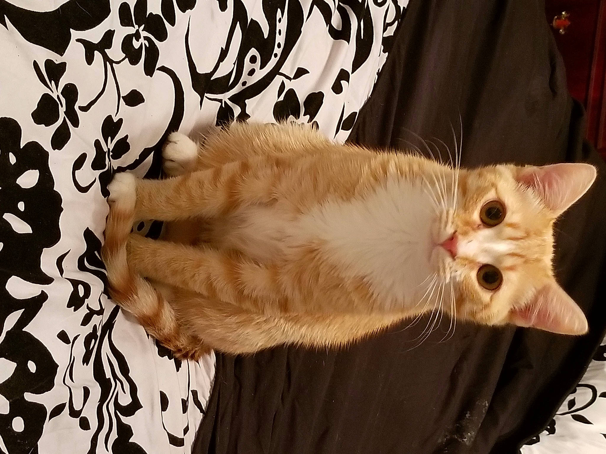 Cheddar is registered to the contest to win money with this photo: carnivore, cat, claw, comfort, domestic_short_haired_cat, fawn, felidae, fur, linens, mammal, organism, pattern, paw, small_to_medium_sized_cats, snout, tail, vertebrate, visual_arts, whiskers, white