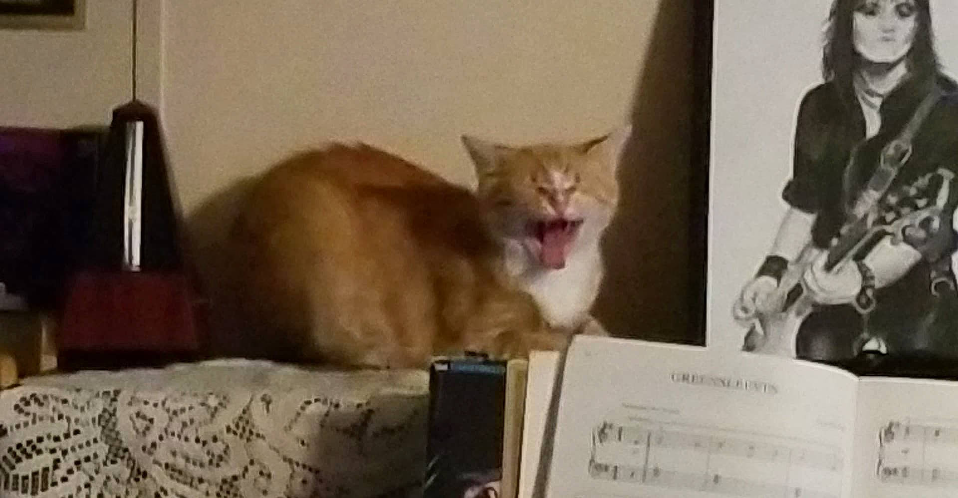 Cheddar joined the competition — help win amazing prizes! box, carnivore, cat, cat_supply, comfort, domestic_short_haired_cat, felidae, fur, gesture, paper_product, paw, photo_caption, small_to_medium_sized_cats, terrestrial_animal, whiskers