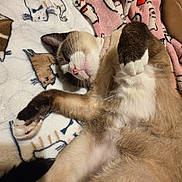 Sassy is registered to the contest to win money with this photo: cat, sleeping, cozy, blanket, paws, fur, cute, relaxed, indoor, pet, animal, soft, pattern, resting, comfort, closeup, whiskers, pink_nose, tabby, cute_pose