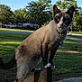 animal, cat, collar, daylight, fence, grass, greenery, nature, outdoor, park, paws, pet, siamese_cat, side_view, sunlight, tag, tail, trees, whiskers, wood