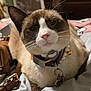 Sassy is registered to the contest to win money with this photo: cat, siamese_cat, pet, collar, bell, tag, bed, blanket, indoor, feline, whiskers, ears, fur, close_up, animal, resting, domestic, cozy, comfort, soft_lighting