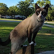 Sassy joined the competition — help win amazing prizes! animal, cat, collar, daylight, fence, grass, greenery, nature, outdoor, park, paws, pet, siamese_cat, side_view, sunlight, tag, tail, trees, whiskers, wood