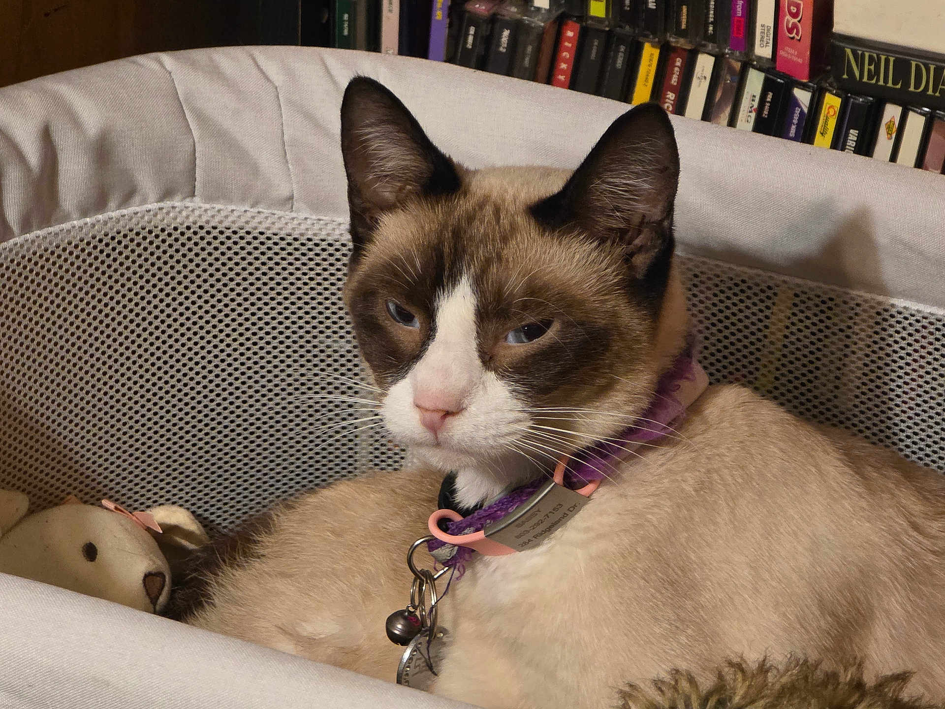 Sassy joined the competition — help win amazing prizes! cat, siamese_cat, pet, collar, mesh_basket, plush_toy, bookshelf, indoor, feline, relaxed, animal, whiskers, ears, fur, resting, closeup, domestic_cat, cute, home, portrait