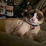 Sassy joined the competition — help win amazing prizes! cat, siamese_cat, pet, animal, feline, collar, indoor, relaxed, lying_down, closeup, whiskers, face, ears, fur, nose, bed, pattern, domestic, cute, sleepy