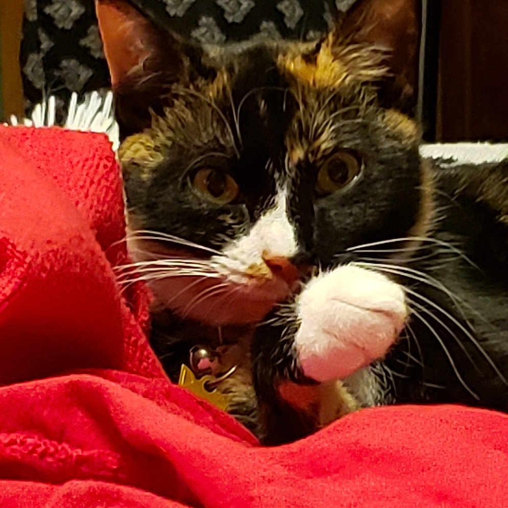 Tora